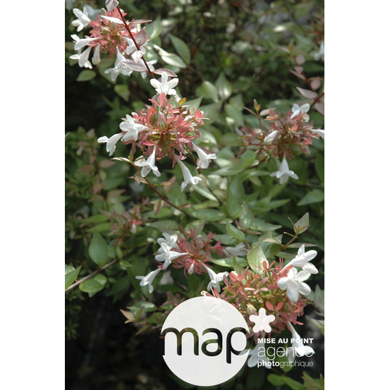 Abelia x grandiflora 'Lucky Lots ® :conteneur 5 litres