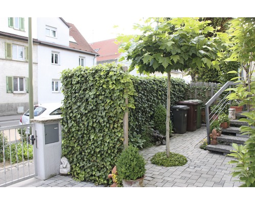 Privacyhaag klimop Helix Hedera helix 'Woerneri' H180xB120 cm