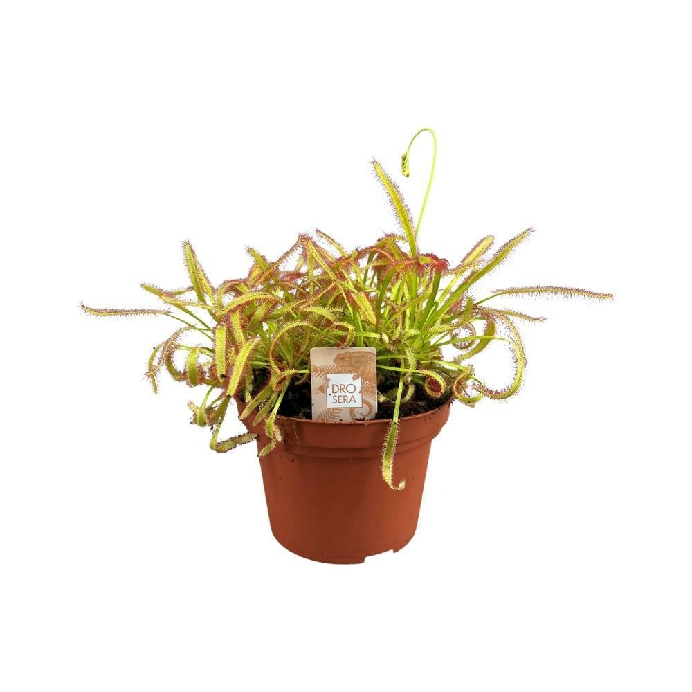 Plante d'intérieur - drosera capensis 17.0cm