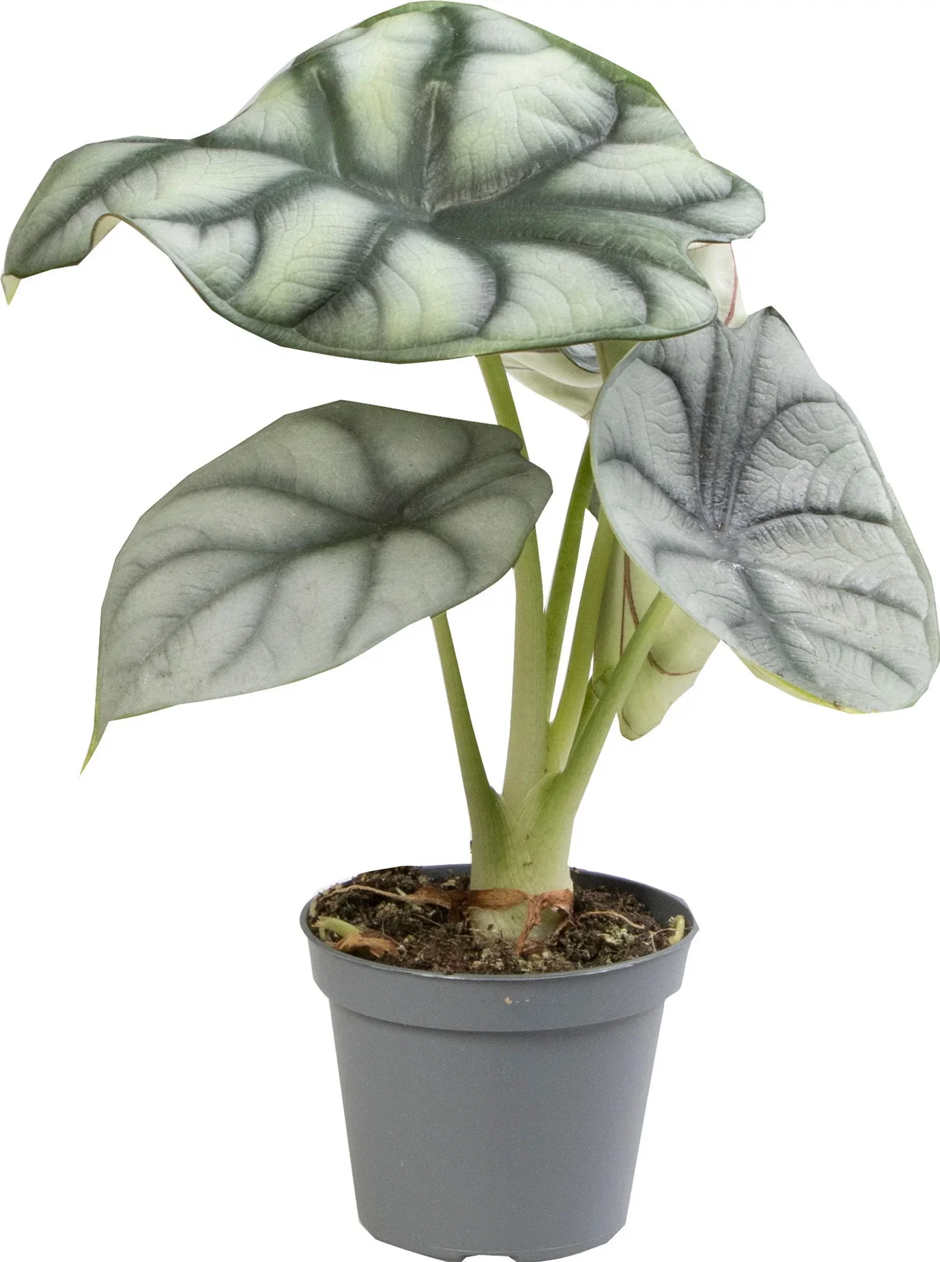 Alocasia baginda 'Silver Dragon' Alocasia 'Silver Dragon'