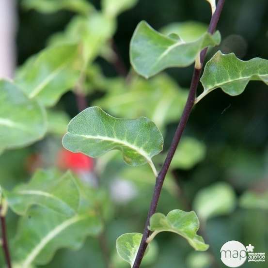 Pittosporum Tenuifolium : ctr 7 litres
