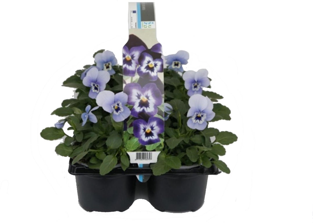 Hoornviool (Viola cornuta) sixpack licht blauw D 9 H 10 cm