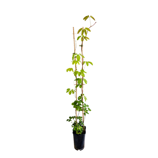 Akebia Varié : pot 3 Litres