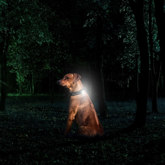 GPS et moniteur d'activité Kippy Evo Brown Wood pour chien & chat