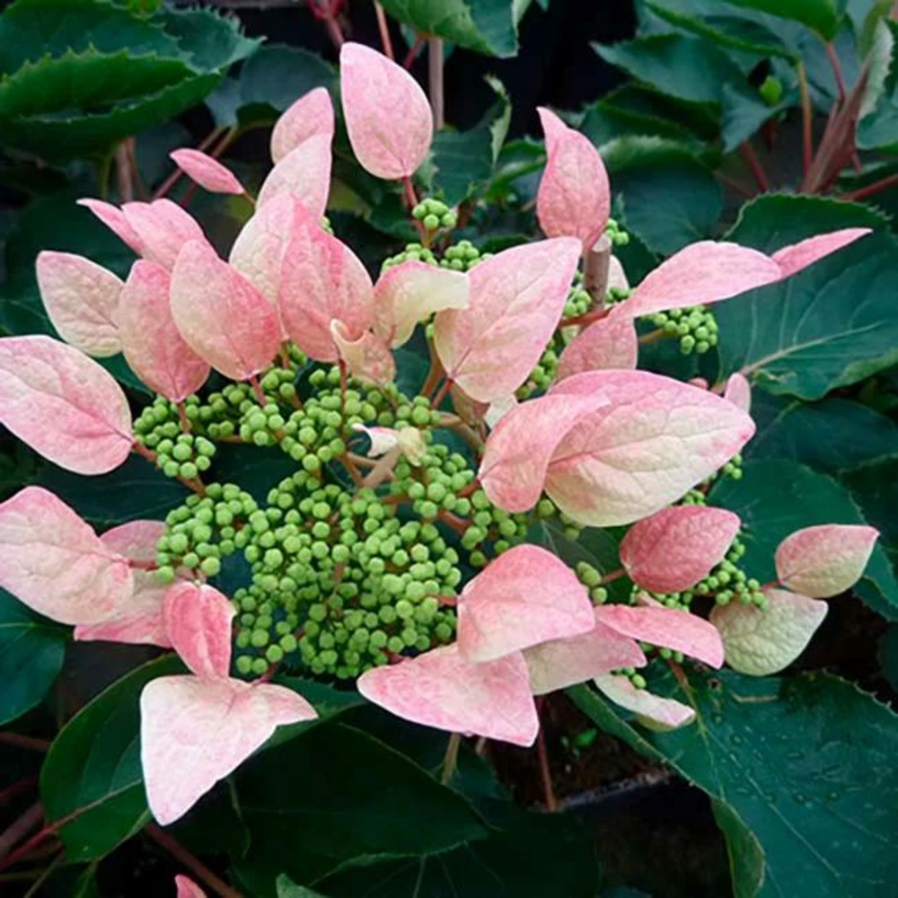 Schizophragma hydrangeoides 'roseum' - schizophragma hydrangeoides 3l