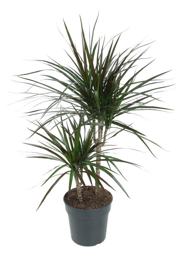 Plante d'intérieur - dracaena magenta 80.0cm