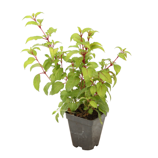 Fuchsia Genii : godet vert