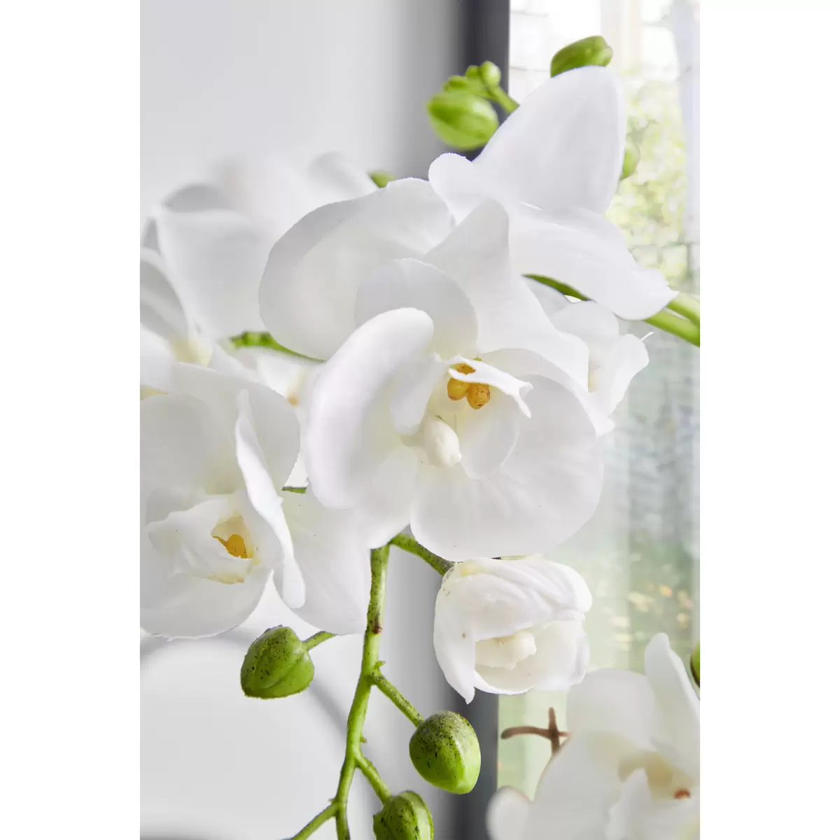 Orchidee Mayleen / James Wood grün,weiss