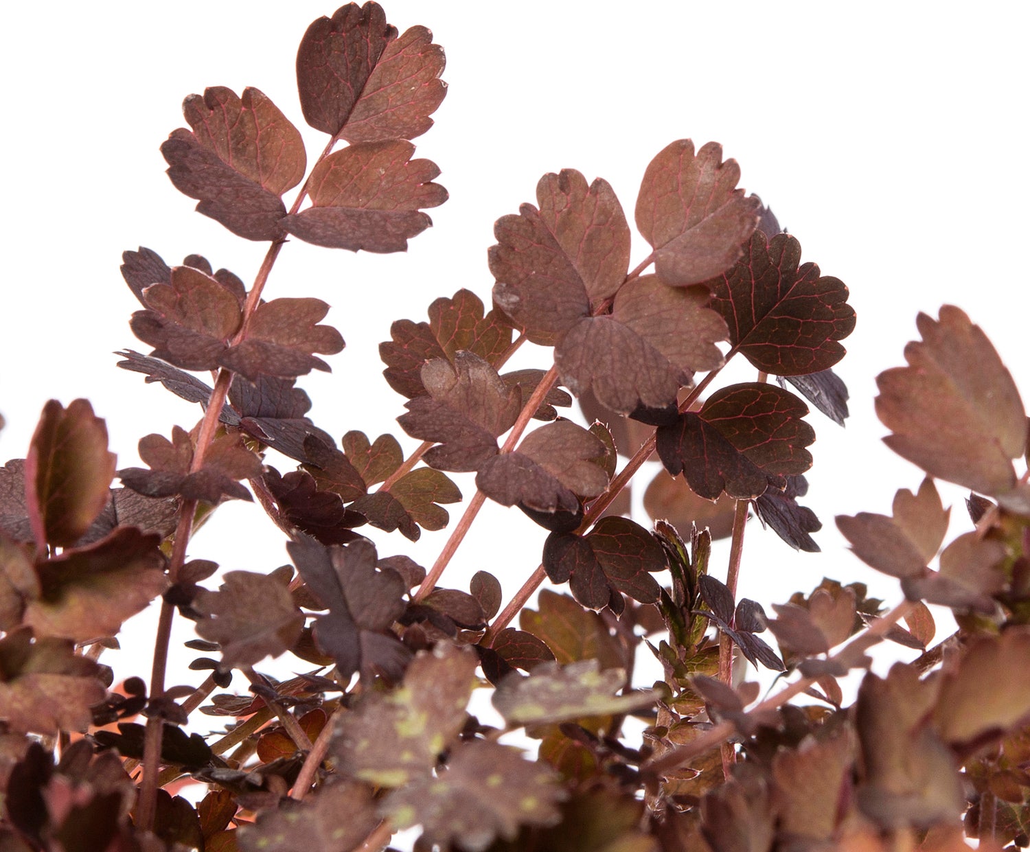 Stekelnootje (Acaena inermis 'Purpurea') D 11 H 10 cm