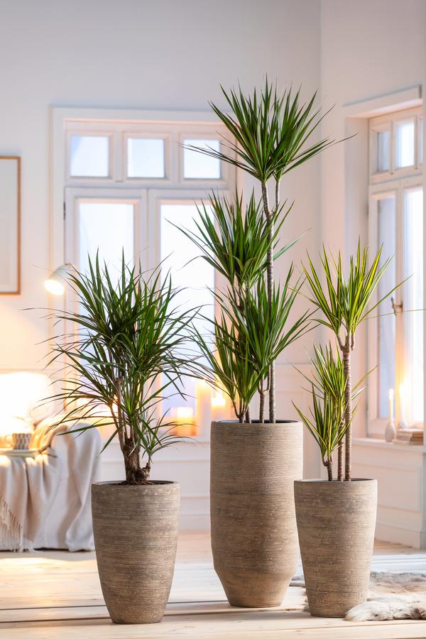 Drachenbaum - Dracaena marginata, verzweigt