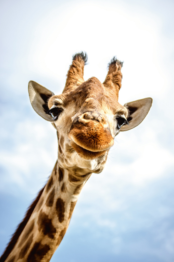 Akustikbild LÄCHELNDE GIRAFFE 80x120cm, 7kg