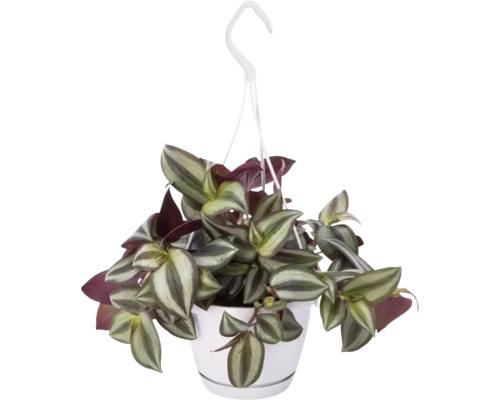 Zebra planten hangpot FloraSelf Tradescantia zebrina 'Violet Hill' Hoogte inclusief pot ca. 17 cm Ø 12 cm pot
