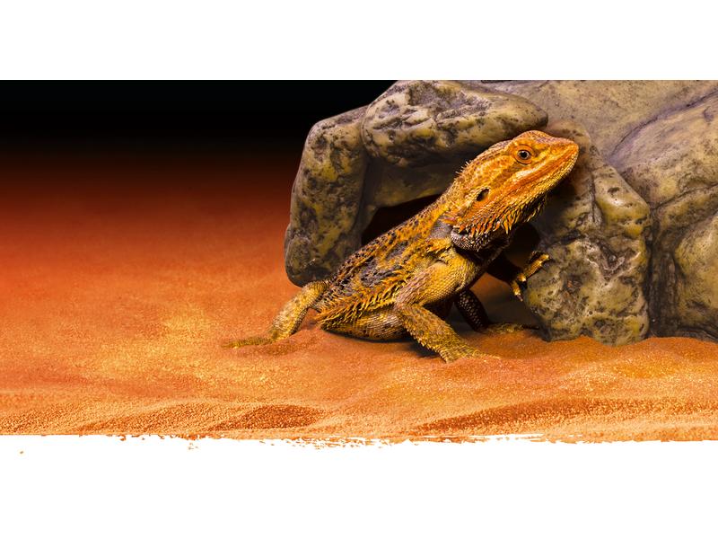 Exo Terra Höhle Reptile Cave L, 10 x 26 x 19 cm Höhle-/Versteck für Reptilien und Amphibien
