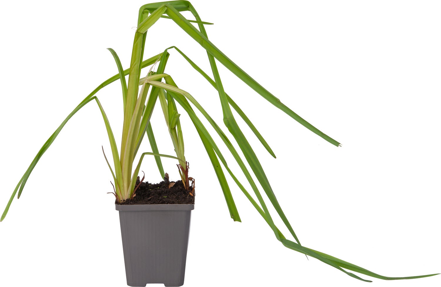 Grote Egelskop (Sparganium erectum) D 9 H 20 cm