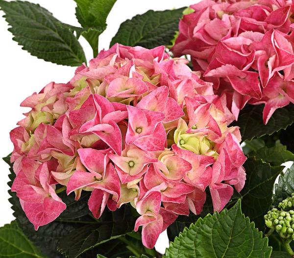 Bauern-Hortensie, ca. 30-40 cm