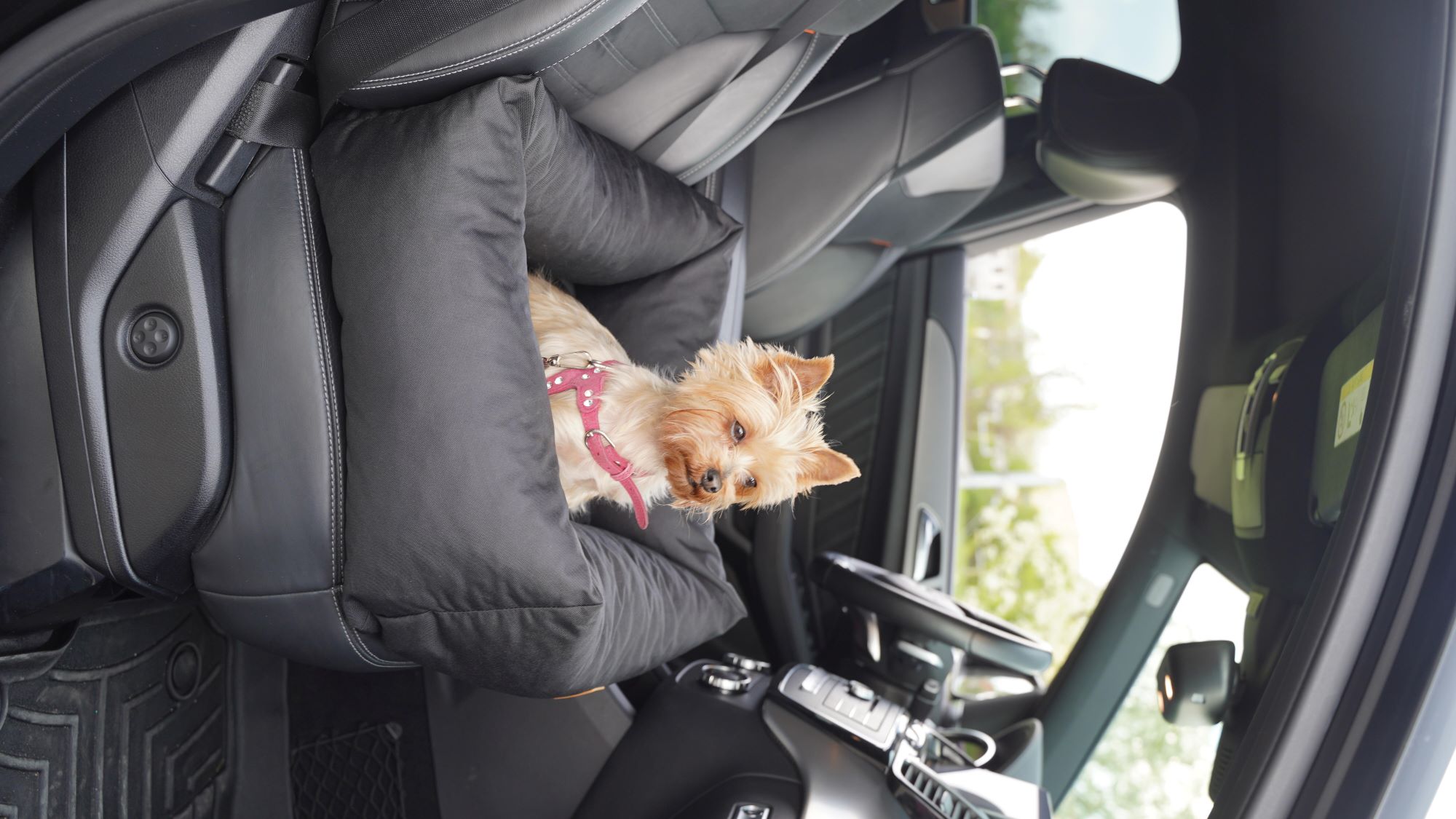 Animood Hundeautositz Julian schwarz S