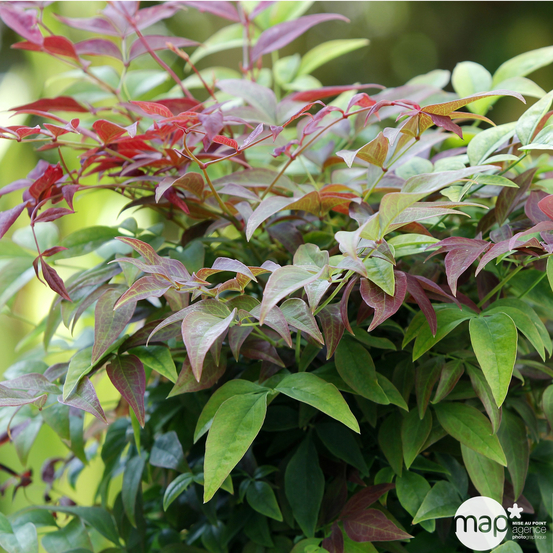 Nandina 'Obsessed ® Seika': ctr 4 litres