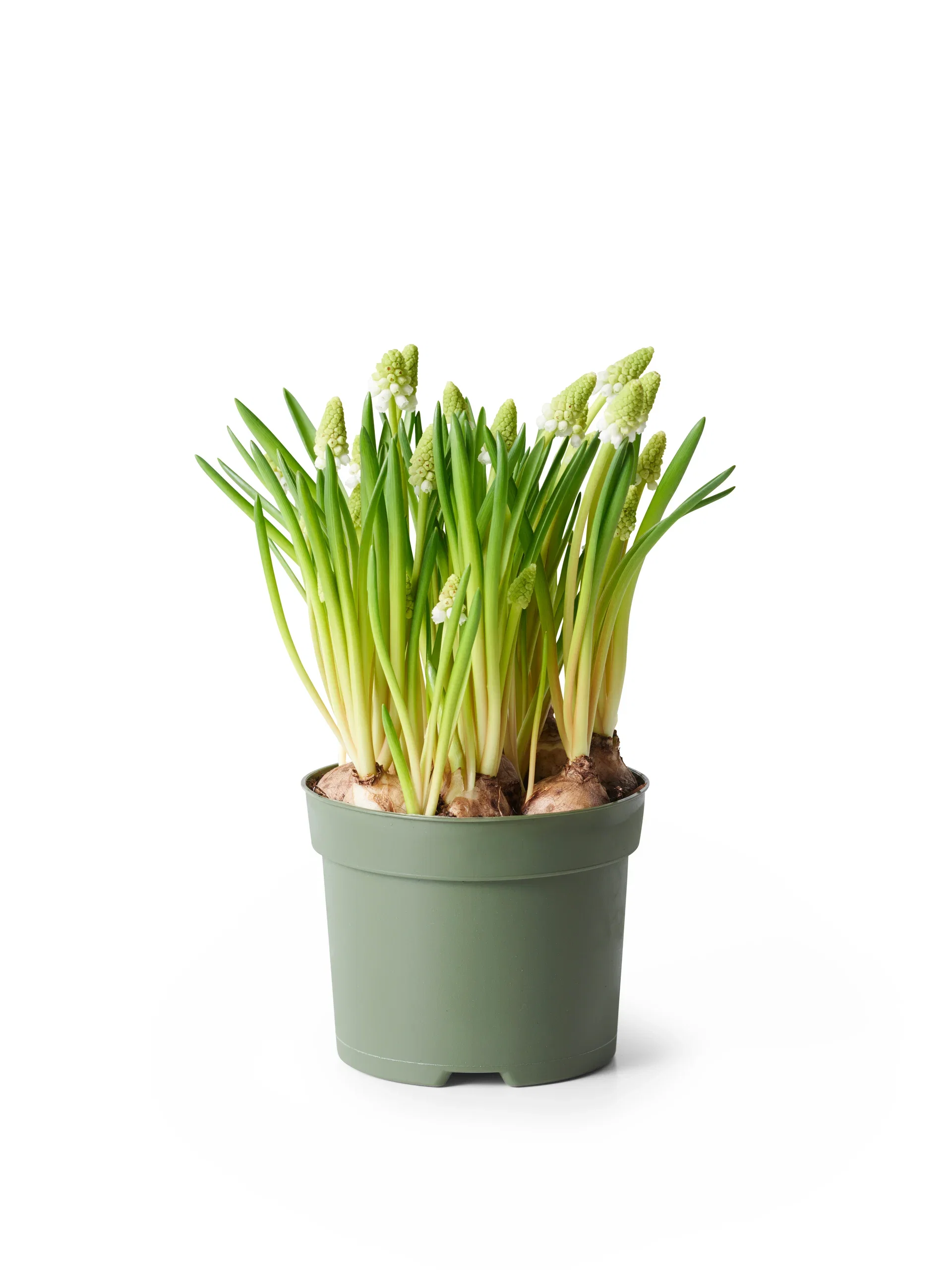 Perleblomst  'White Magic ' Ø12 cm