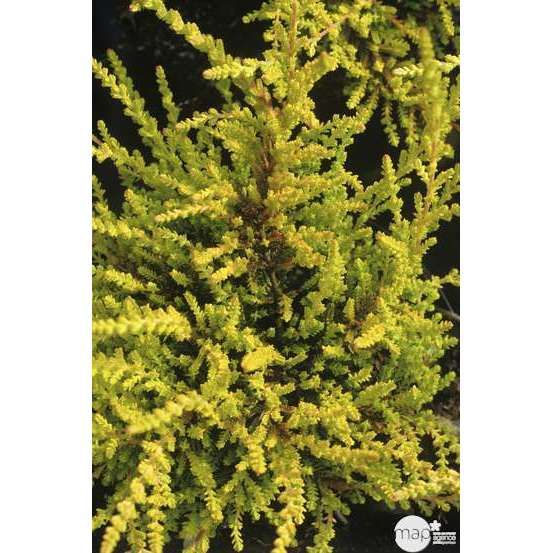 Calluna vulgaris 'Boskoop':conteneur 1 litre