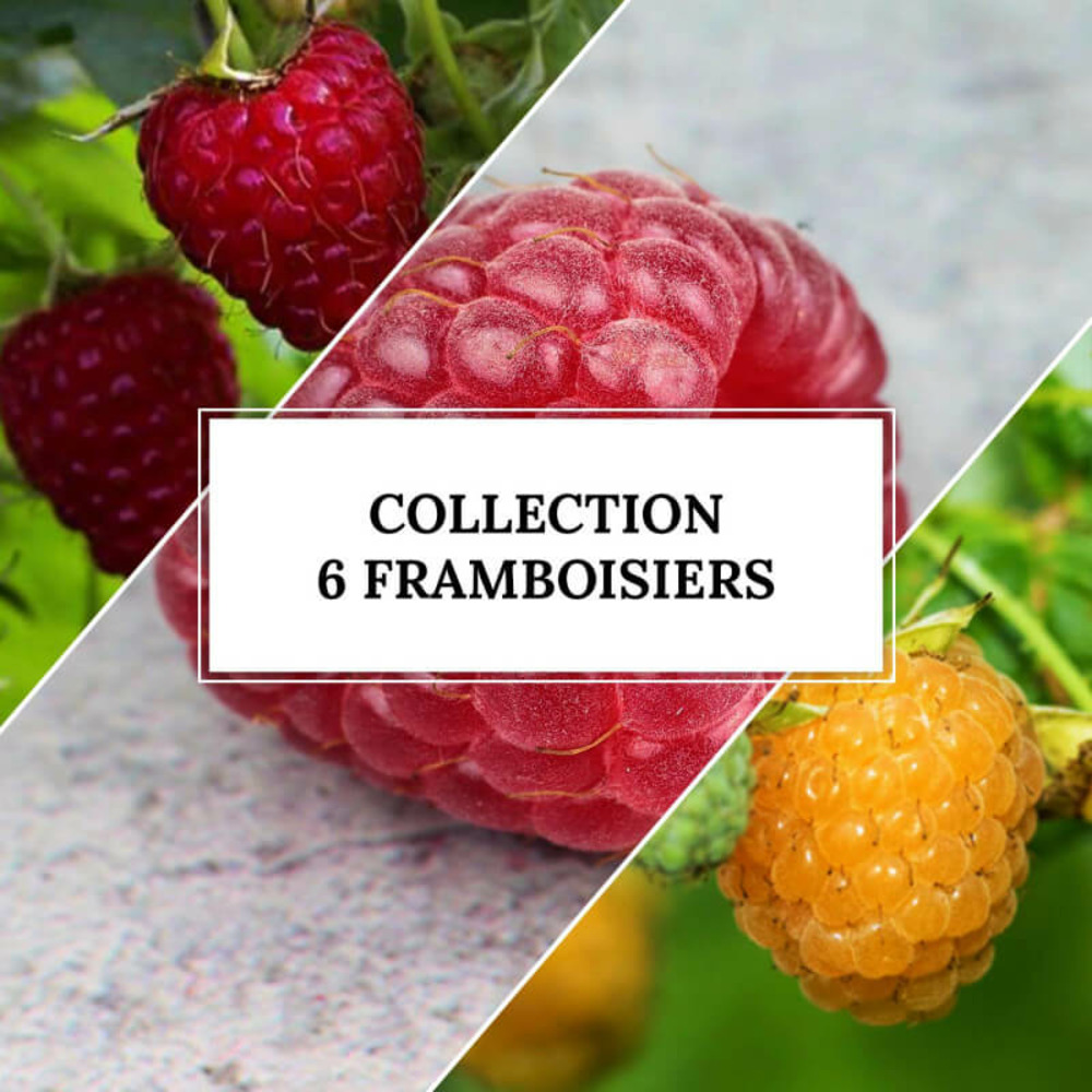 Collection 6 framboisiers bio - godet - taille 13/25cm