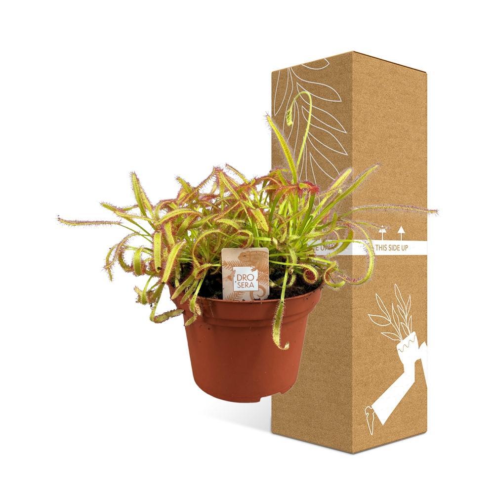 Plante d'intérieur - drosera capensis 17.0cm