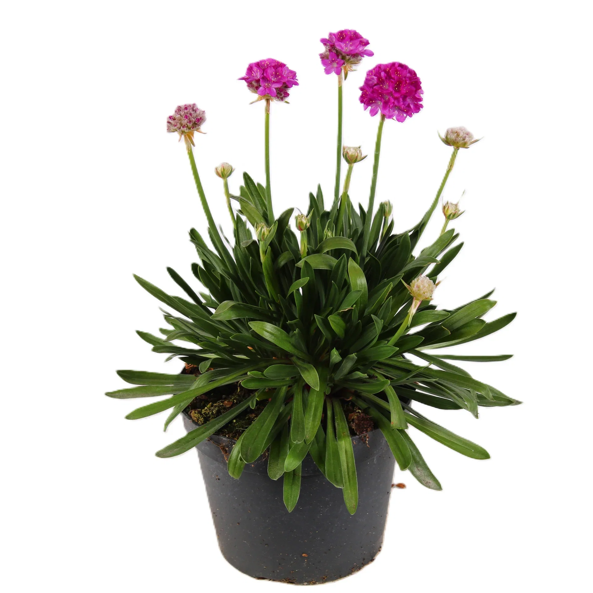 Armeria Dreameria Søte drømmer Ø15 cm
