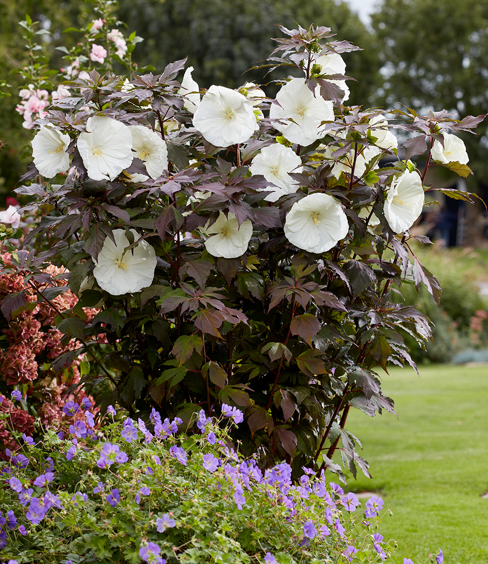 Hibiskus 'Carousel Ghost®'