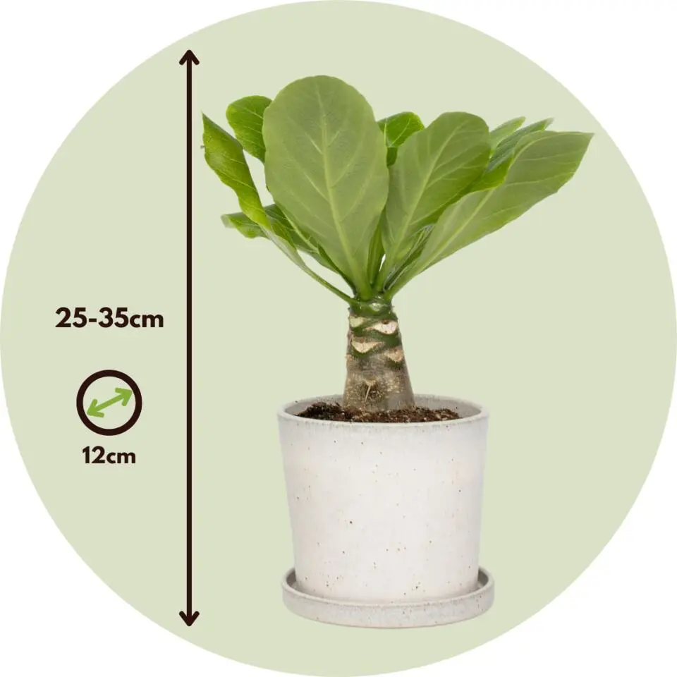 Hawaiipalm - Set van 2 - Brighamia 'Insignis' - Hoogte 25-35cm - ⌀12cm