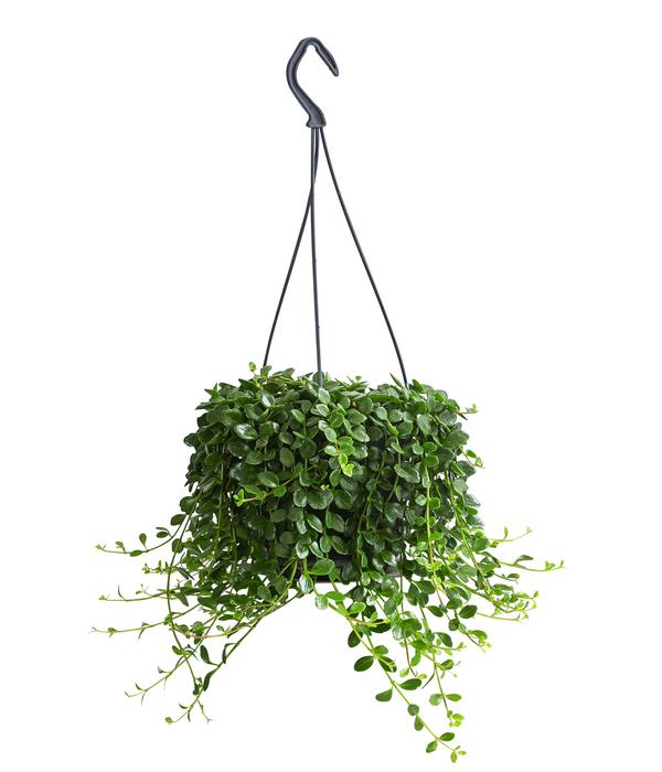 Glocken-Kalanchoe - Kalanchoe manginii, Ampel