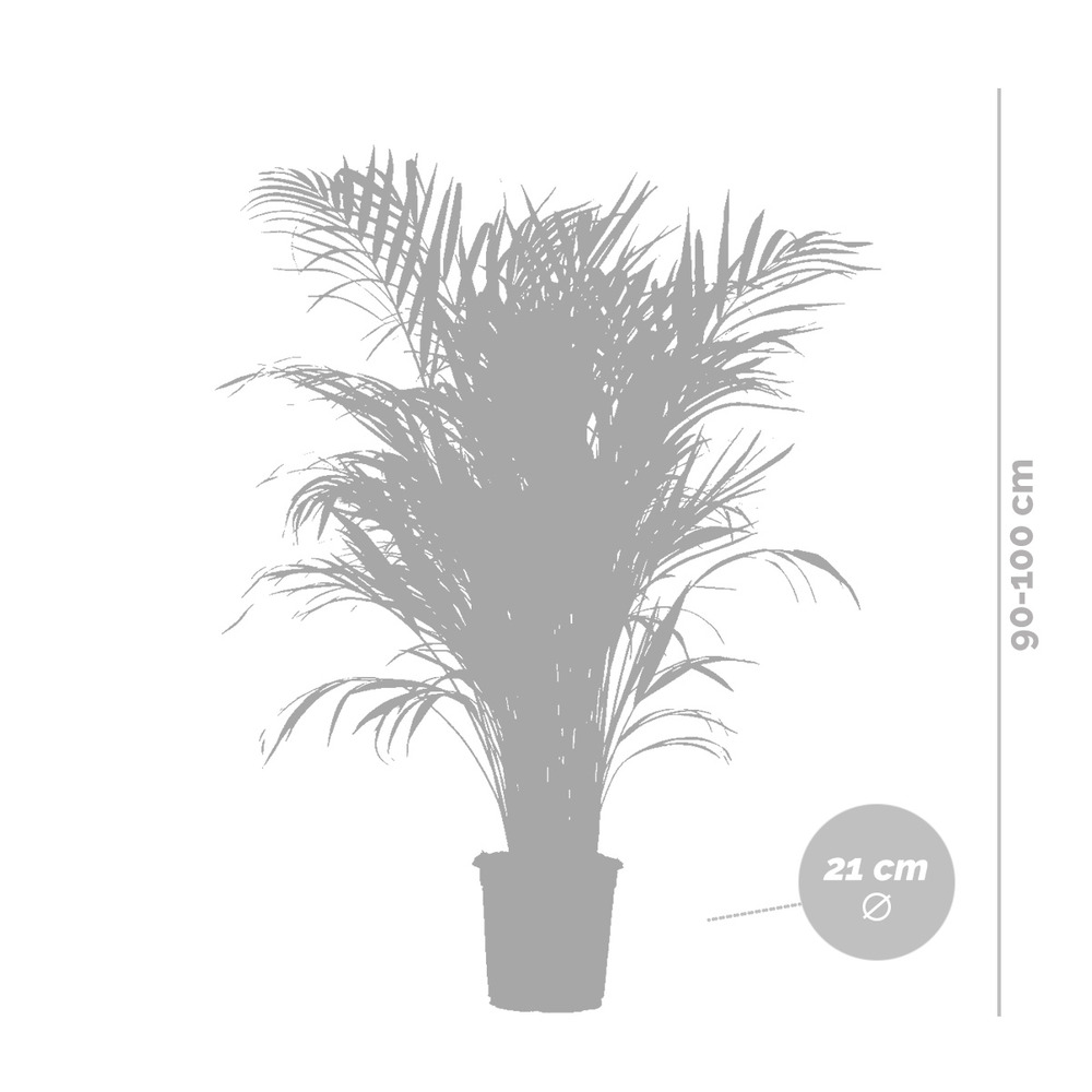 Dypsis lutescens incl. Panier nea - golden palm - facile d'entretien - ⌀21 cm - ↕100-110 cm