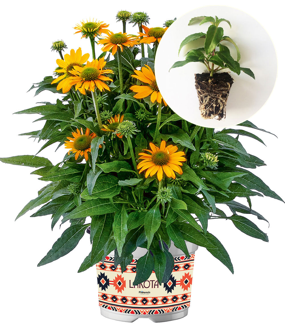 Echinacea 'Lakota® Yellow'