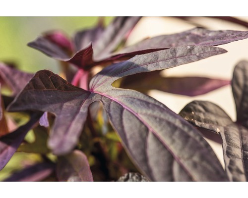 Sierzoete aardappel FloraSelf Ipomoea batatas 'Sweet Caroline Purple' Ø 12 cm pot