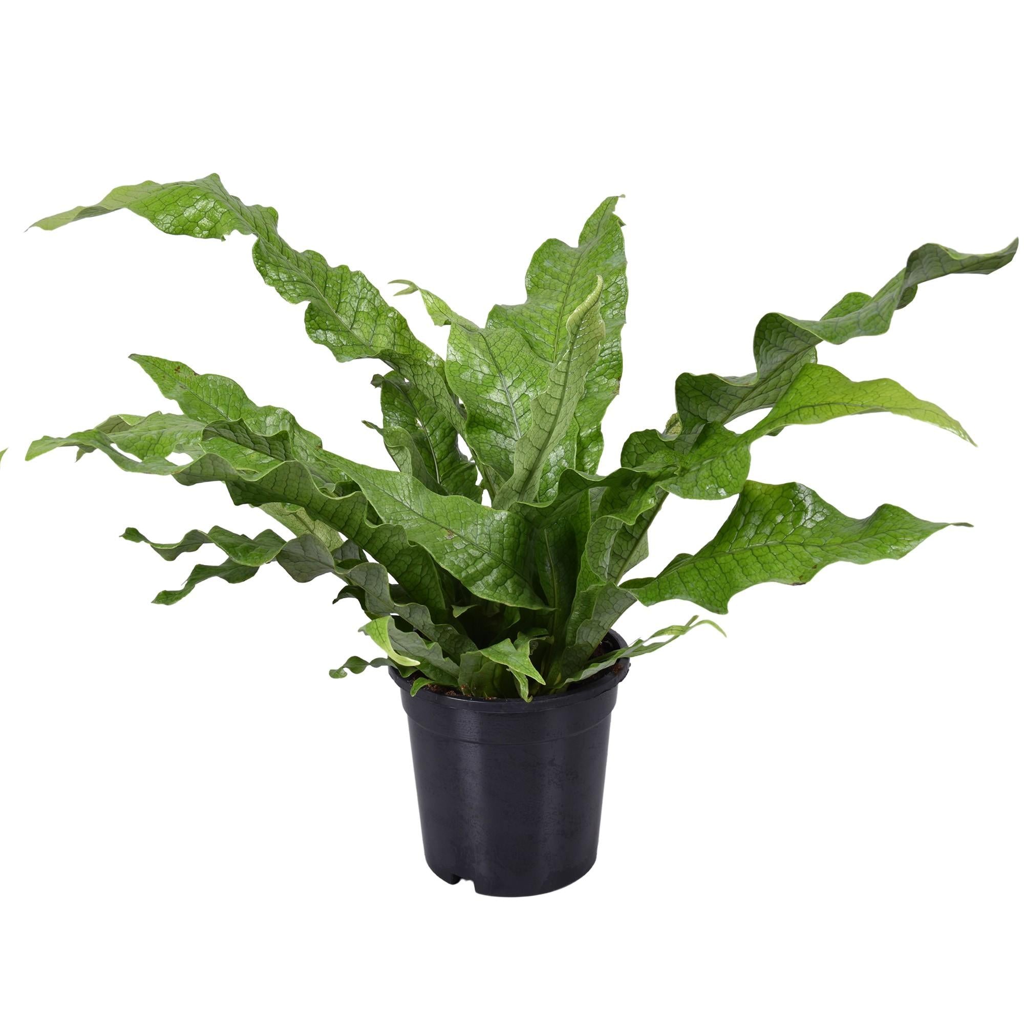 Plante d'intérieur - microsorum crocodyllus 45.0cm