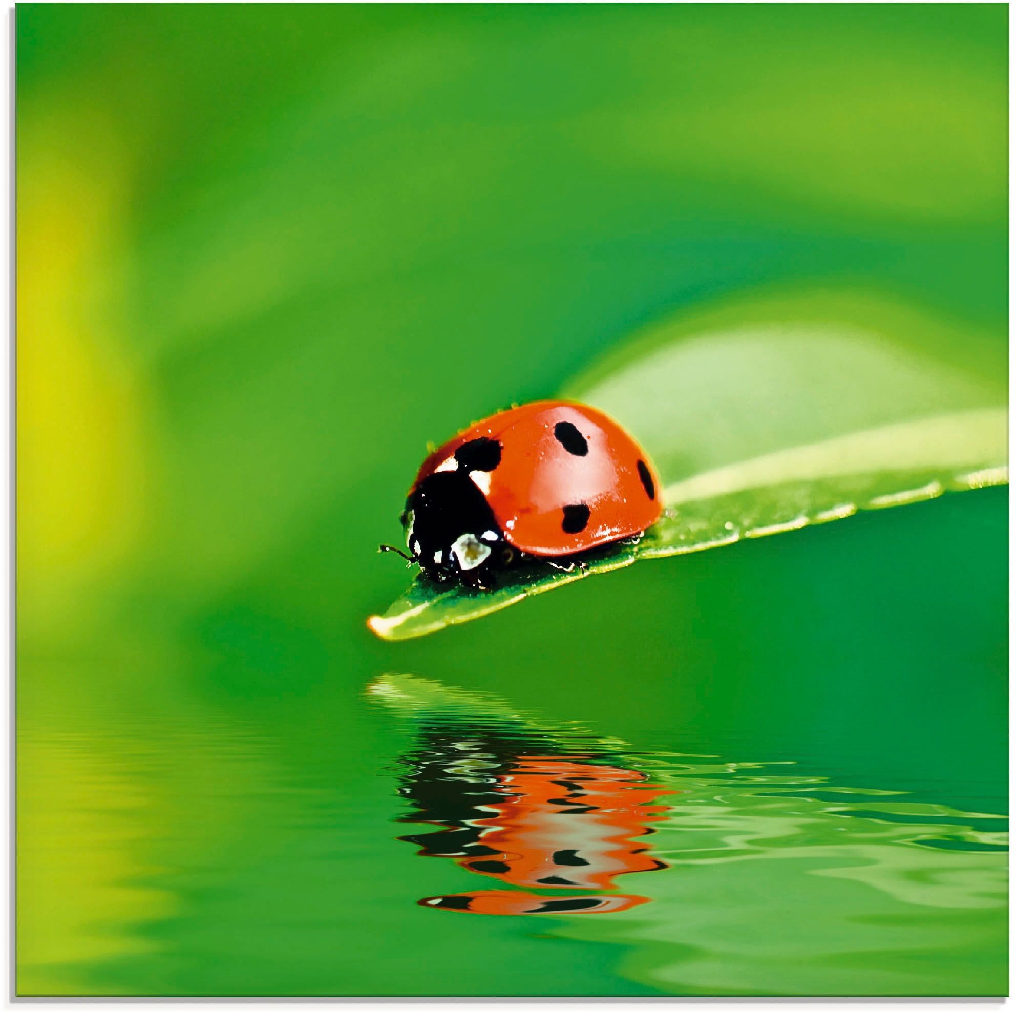 Artland Glasbild »Marienkäfer auf einem Blatt« Insekten 1 Stk. tlg. in verschiedenen Grössen
