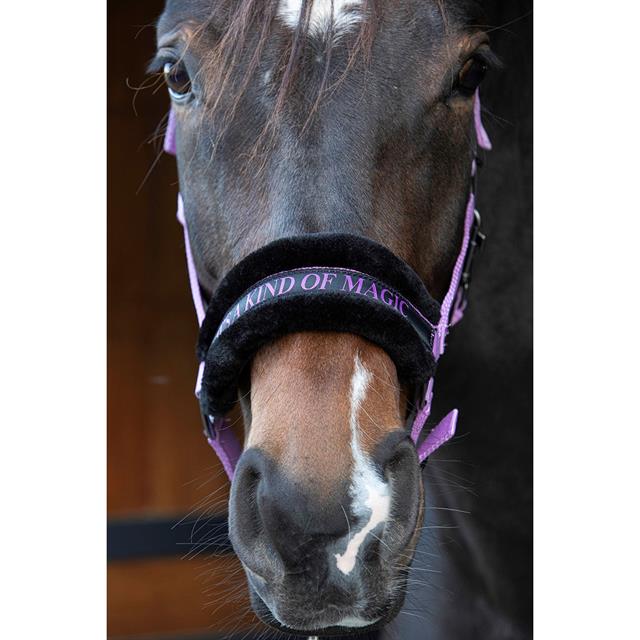 Halster Harry's Horse Lyrics Quotes Paars