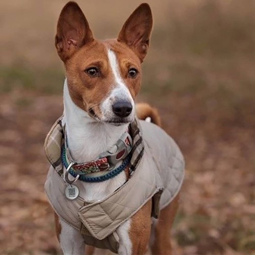 Etiqueta de identificação para cães com código QR, preta.