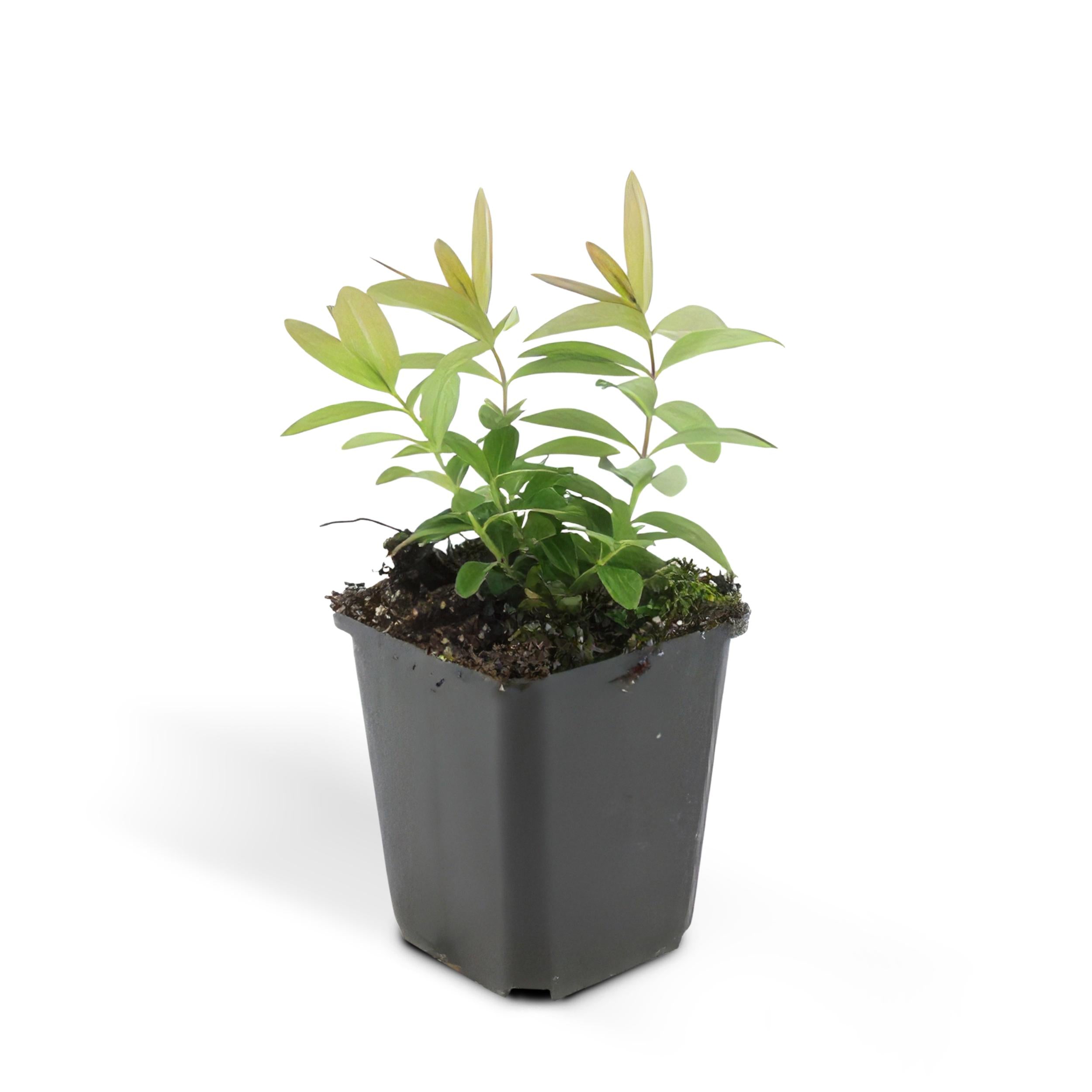 Hypericum calycinum