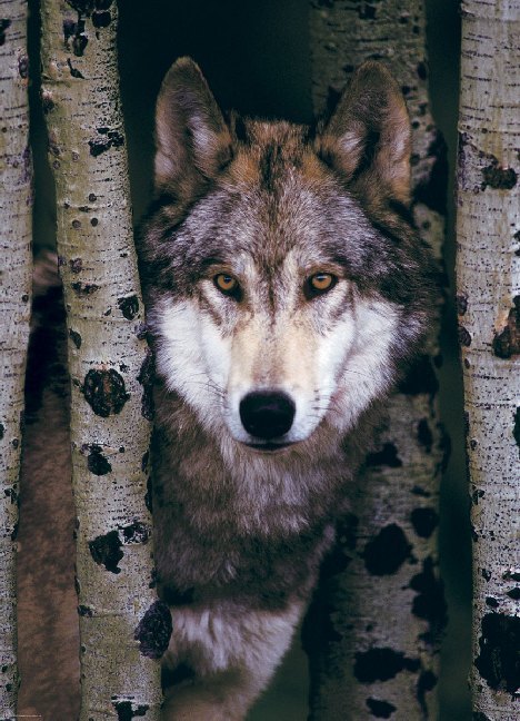 Gray Wolf (Puzzle)