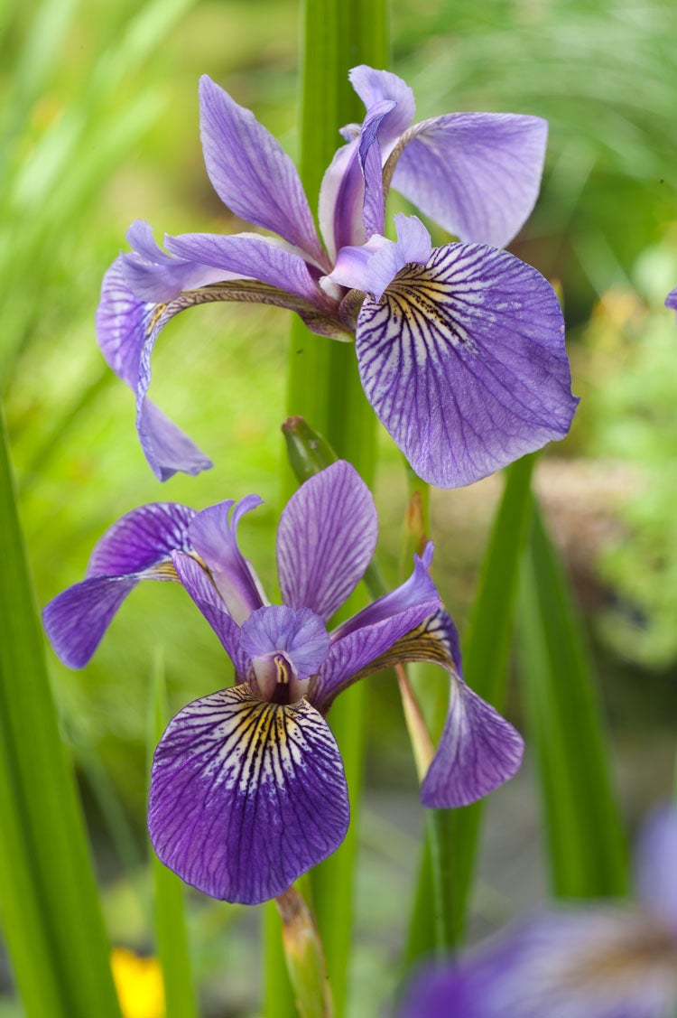 Amerikaanse Iris (Iris versicolor) D 18 H 30 cm