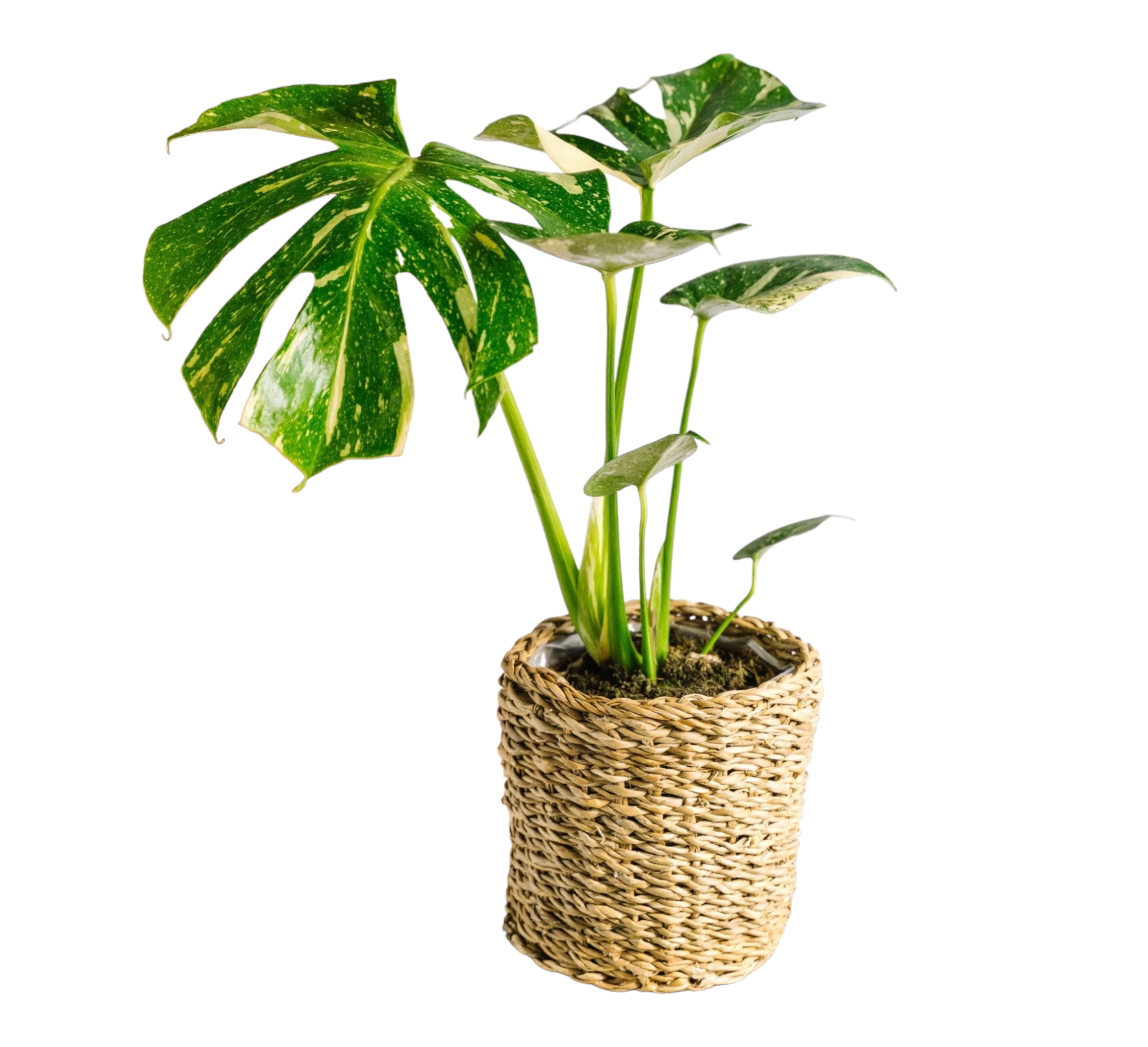 Plante d'intérieur - monstera thai constellation 50cm