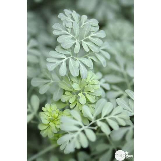 Rue : godet vert