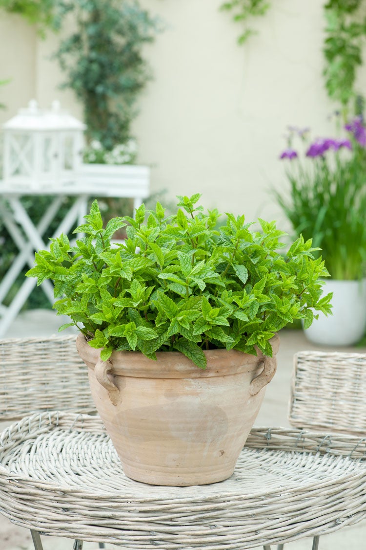 Marokkaanse' Munt (Mentha Spicata 'Moroccan')