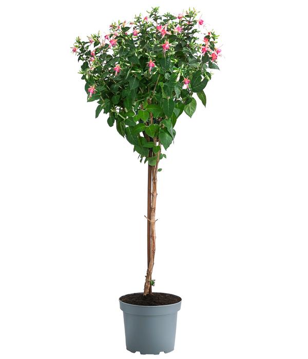 Fuchsie, Stämmchen, verschiedene Sorten