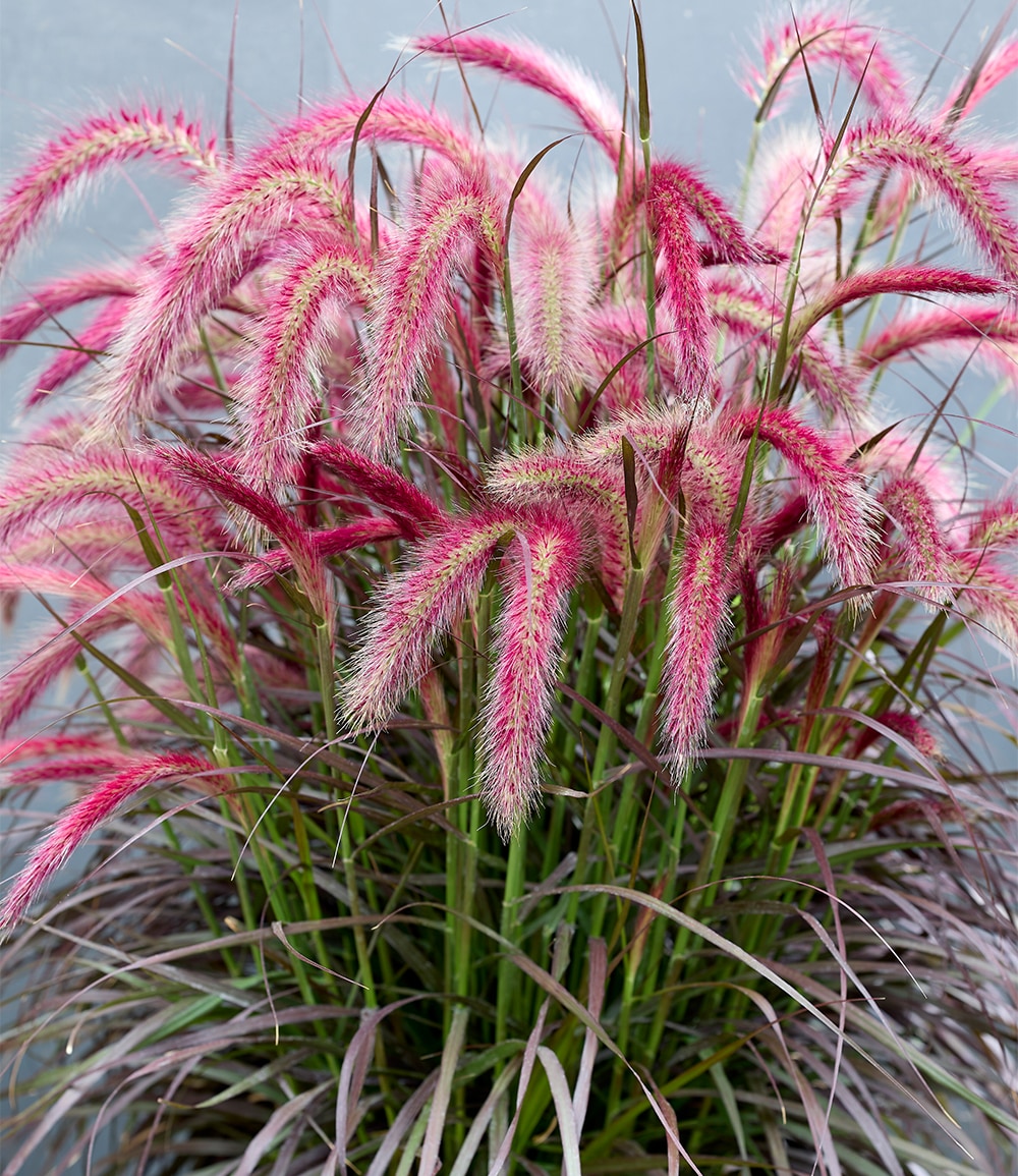 Lampenputzergras 'Tiny Tails®'