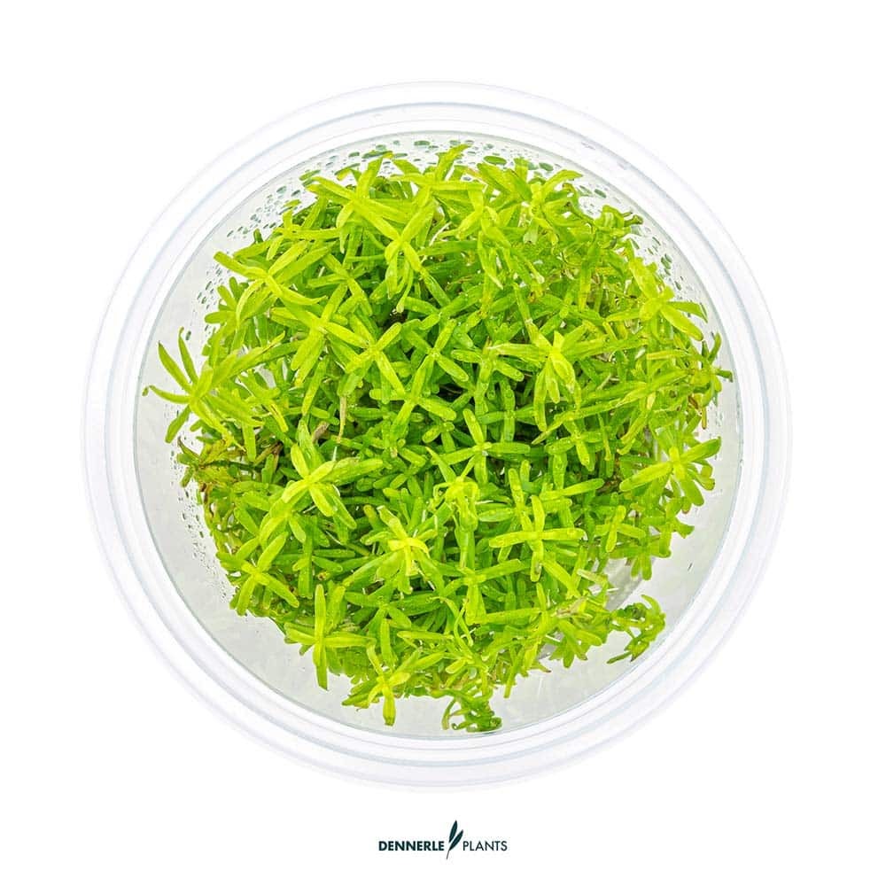 Rotala sp wayanad in vitro