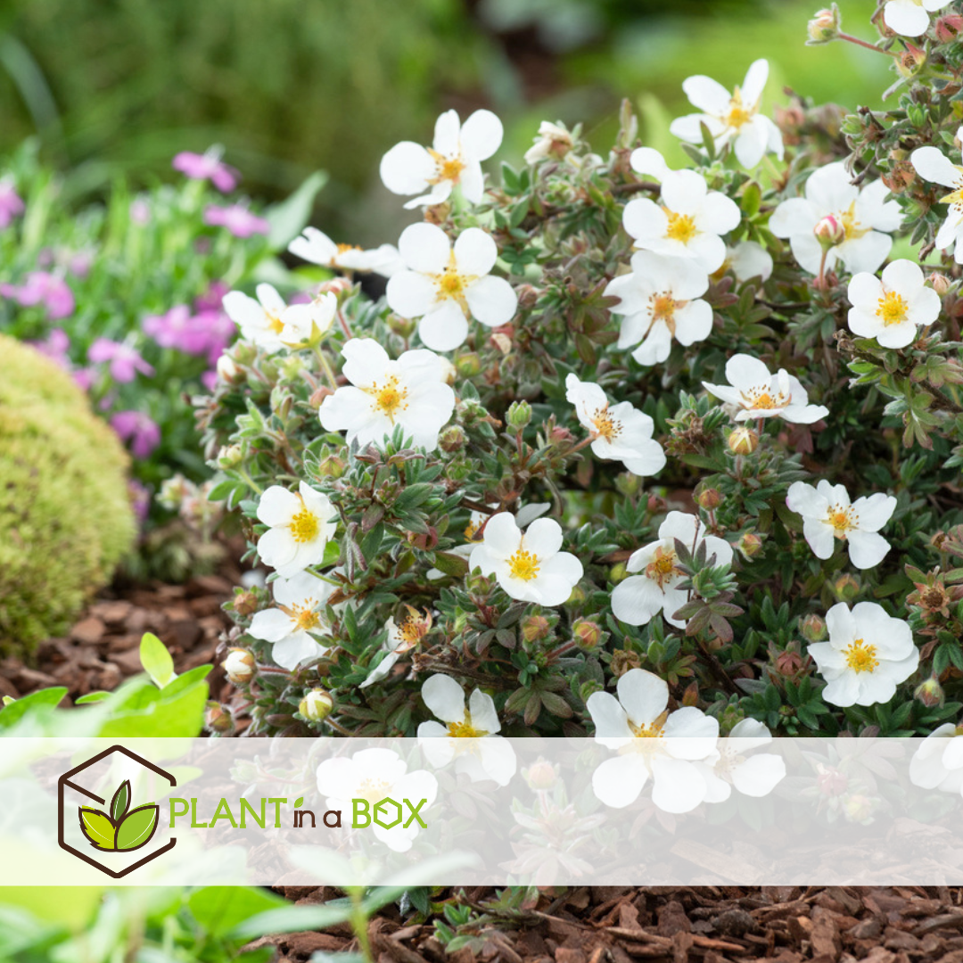 Potentilla abbotswood - set de 2 - potentille arbustiv -pot 17cm-hauteur 20-30cm