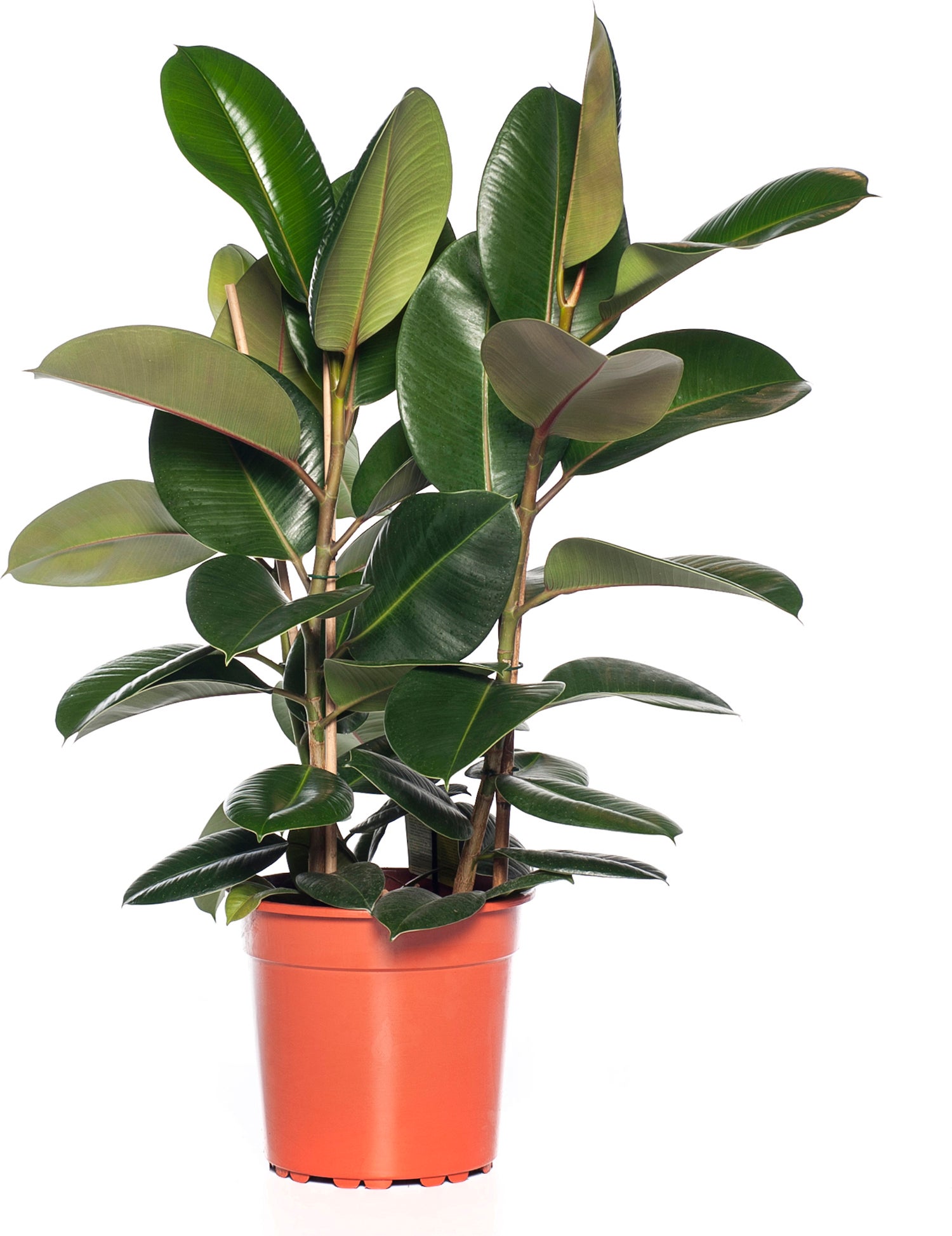 Rubberboom (Ficus elastica 'Robusta') D 24 H 85 cm