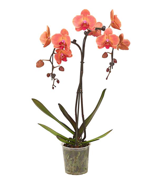 Schmetterlingsorchidee - Phalaenopsis