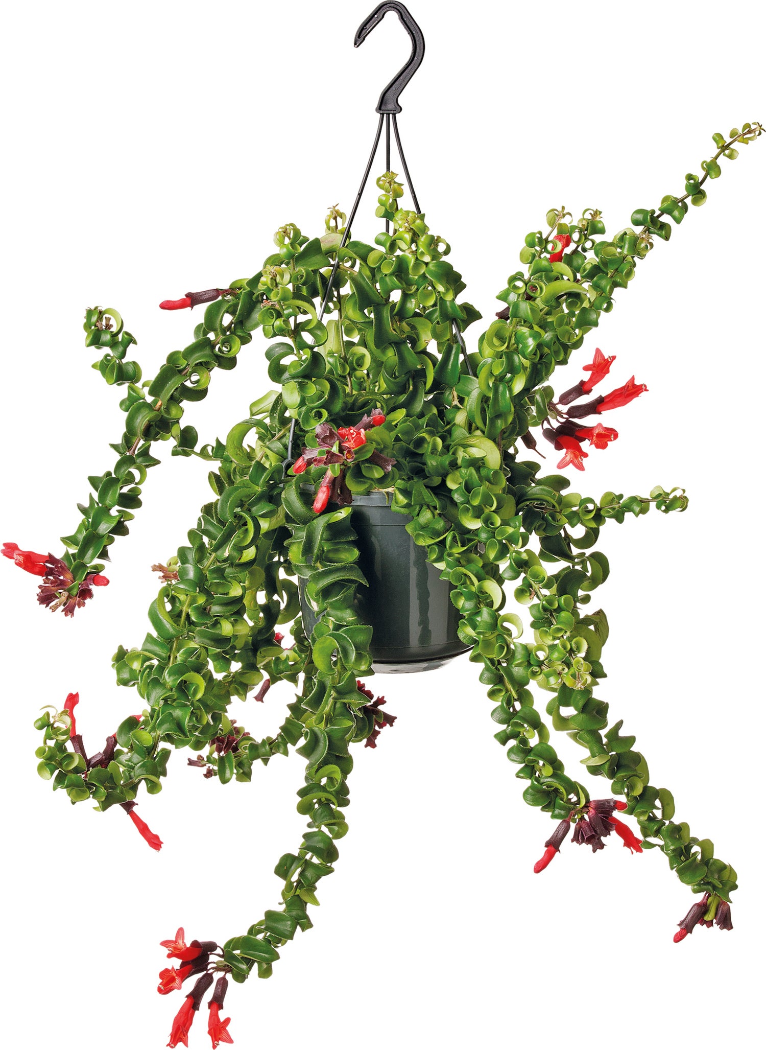 Lipstickplant in hangpot (Aeschynanthus 'Rasta') D 15 H 30 cm