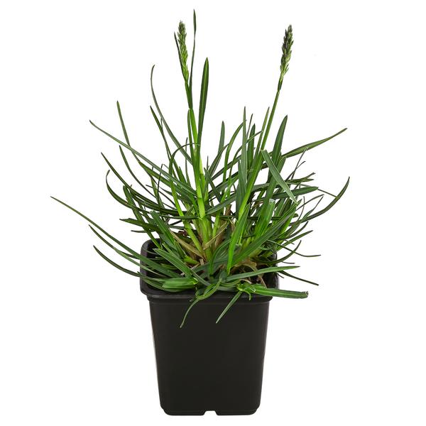 Bio Blaugras 'Greenlee Hybrid'